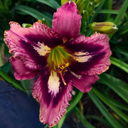 Amazon Rain Daylily